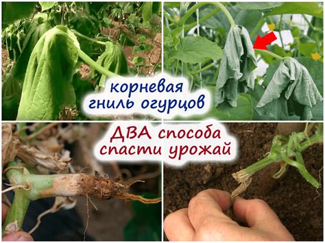 Основные симптомы поражения гнилью огурцов