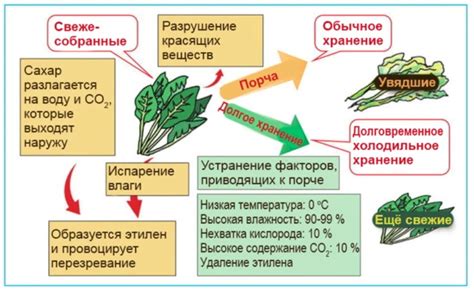 Основные факторы, приводящие к изменению цвета лука и последствия такого состояния