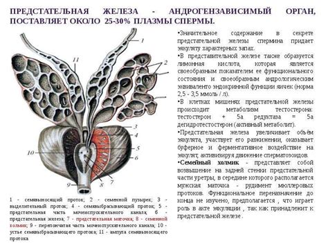 Основные функции и строение предстательной железы
