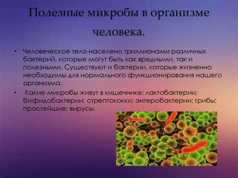Основные характеристики флоры микроорганизмов в женском организме
