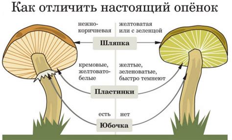 Основные этапы распознавания гриба опенка