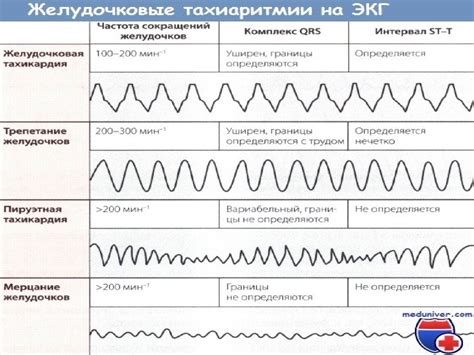 Основы и механизмы сосудистого ритма: сердечная активность в состоянии покоя