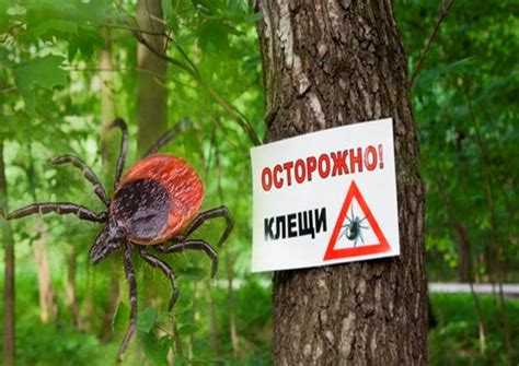 Особенности активности клещей в различных климатических условиях