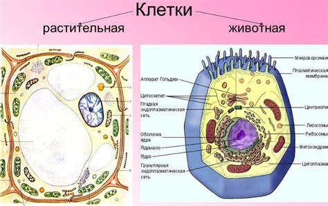 Особенности аналогичных клеток в сравнении с обычными