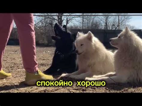 Особенности действия упругого механизма в механизме для выдержки собаки