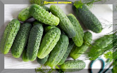 Особенности и преимущества органической питательной добавки для огурцов в конце лета