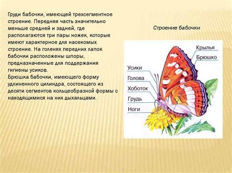 Особенности и функциональность великолепных крыльев