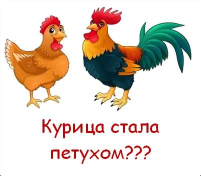Особенности оперения как ключевой признак различия между петухом и курицей