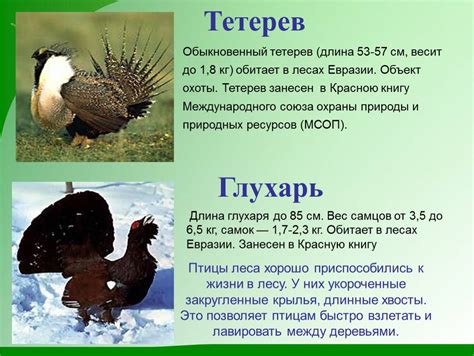 Особенности поведения глухаря