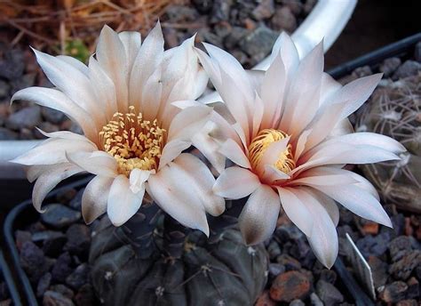 Особенности подкормки каткуса Gymnocalycium