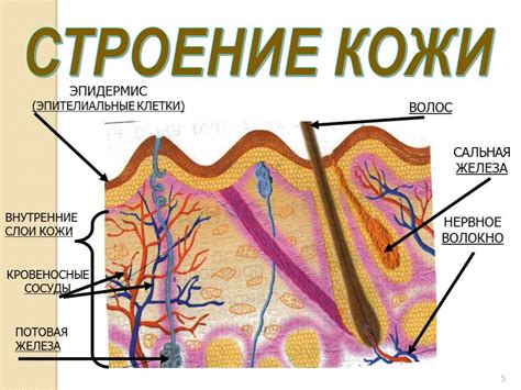Особенности покрова сухой кожи