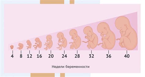 Особенности развития ребенка, рожденного на 34-й неделе беременности