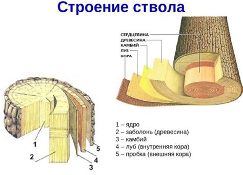 Особенности раскола влажной древесины