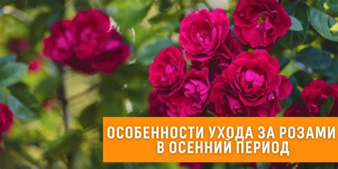 Особенности ухода за розами после выздоровления