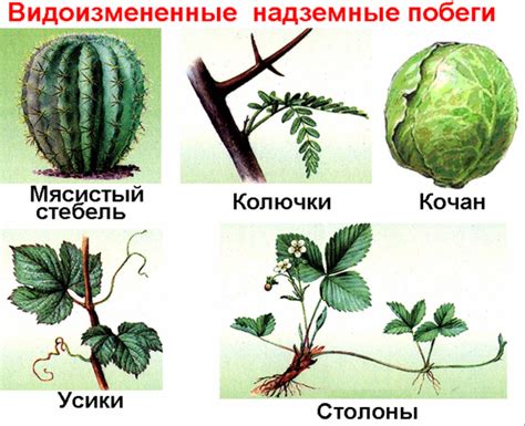 Особенности эволюции побегов арбузных растений и феномен пасынков