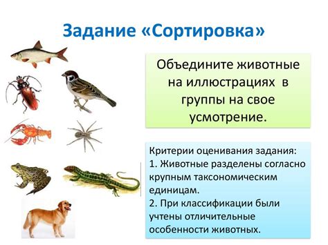 Отличительные признаки анизакидоза и возможные осложнения