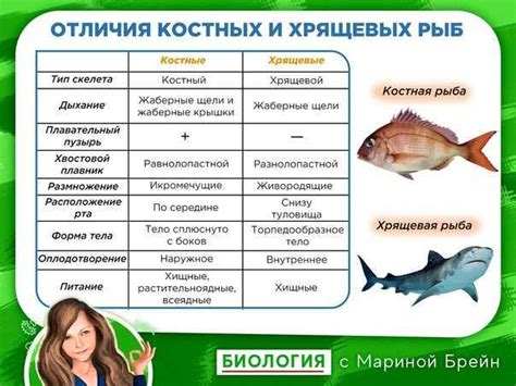 Отличительные черты: особенности внешнего вида и характеристики хлорофитума