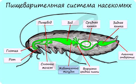 Отношение к процессу расчесывания насекомых у домашнего питомца в сновидениях