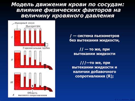 Отрицательное влияние инфекции на функционирование кровеносных сосудов
