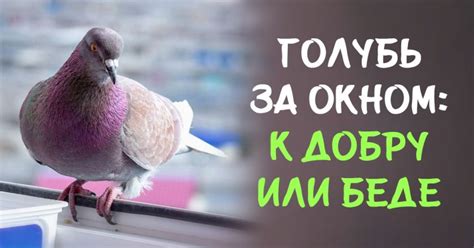 Отрицательное значение голубя, бьющегося в окно