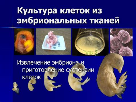 От мезенхимы к ценной архитектуре: путь развития и функциональность эмбриональных тканей