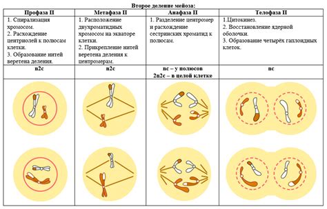 От одной клетки к миллионам: масштабы клеточного развития