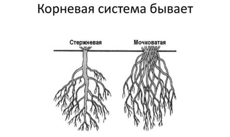 Оцените состояние корневой системы