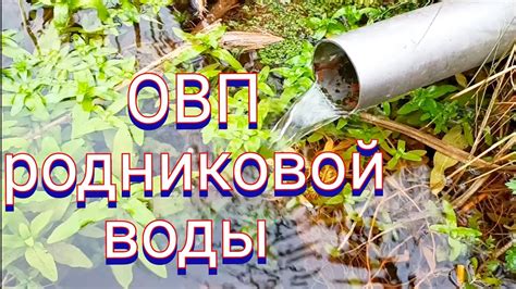 Очищение щуки от слизи с помощью родниковой воды