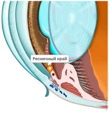 Очно-ресничный край