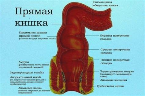 Патологии прямой кишки и их влияние на гистологию