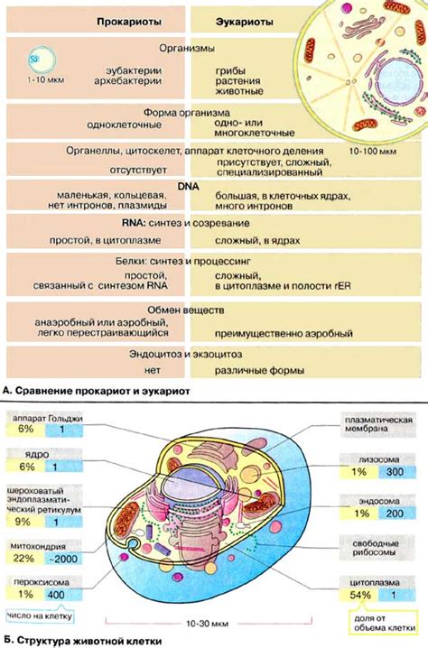 Пектиновые компоненты: основные элементы, отвечающие за соединение клеточных структур