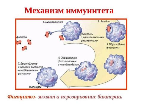 Первая линия защиты: барьерные задачи врожденных механизмов защиты организма
