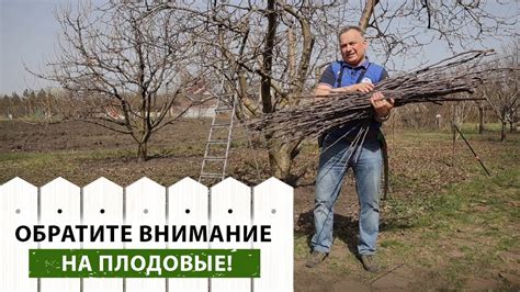 Первая обрезка когтей: шаг за шагом