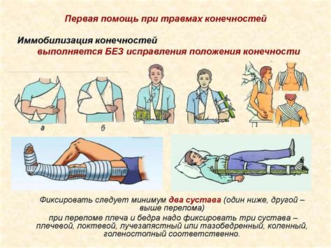 Первая помощь при потере задних конечностей собаки