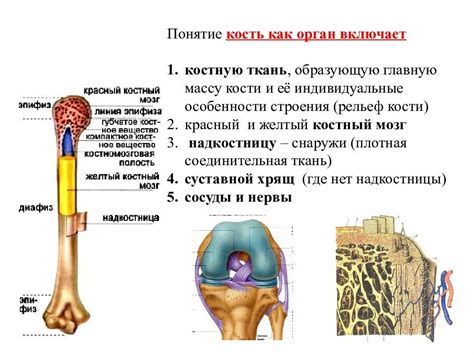 Первопричина: структура костей