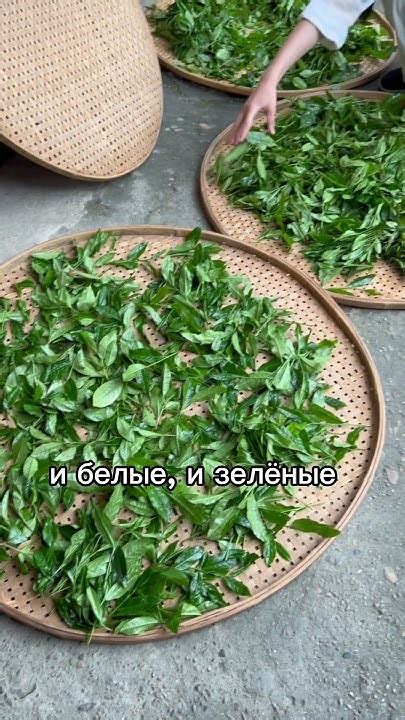 Первый этап: выбор подходящего листа для цурика