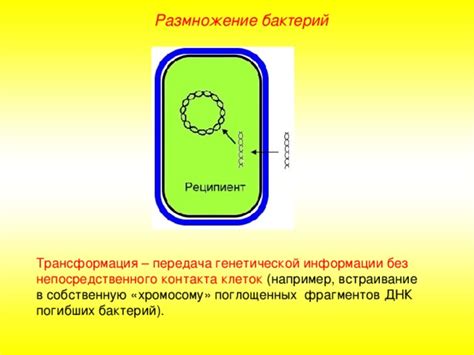 Передача огромного количества бактерий через слюну