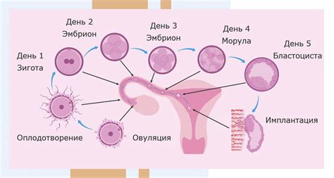 Перед изменением инициирующим оплодотворение: реорганизация определенных женских процессов