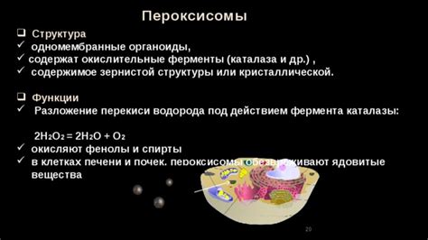 Пероксисомы: элиминирующие ядовитые вещества в клетке