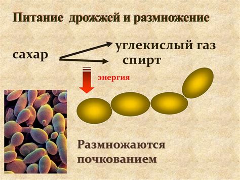 Питание дрожжей: сущность и цель