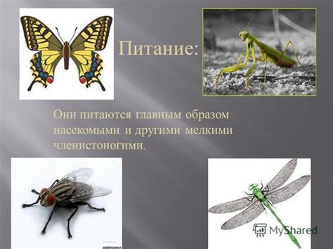Питание насекомыми и плавающими объектами