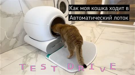 Плавное освоение использования лотка котом: постепенный процесс успеха