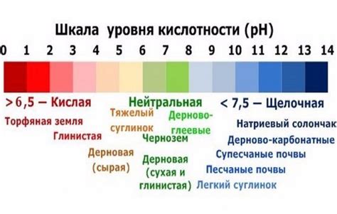 Планирование времени подкисления: моменты и частота изменения кислотности почвы для гортензий