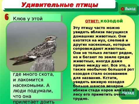 План создания ловушки для большой хищной птицы в домашних условиях: раздумия и ориентиры