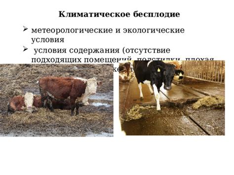 Плохая погода и неподходящие условия содержания