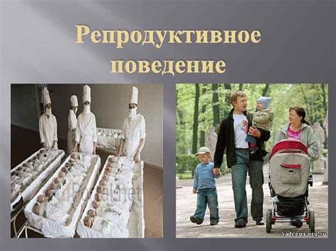 Поведение, указывающее на начало репродуктивного цикла у терьера