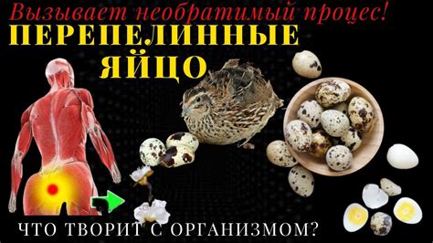 Повреждение яйца: воздействие на физиологические процессы организма
