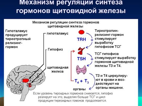 Повышенная вероятность развития заболеваний щитовидной железы