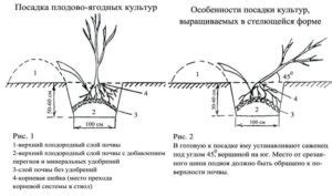 Подготовка грунта перед высадкой белой смородины: необходимые шаги и рекомендации