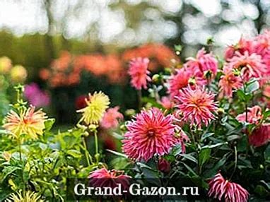 Подготовка и выбор подходящей почвы для георгинов